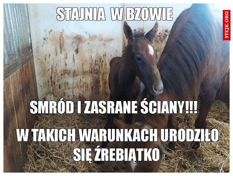 Stajnia  w Bzowie 