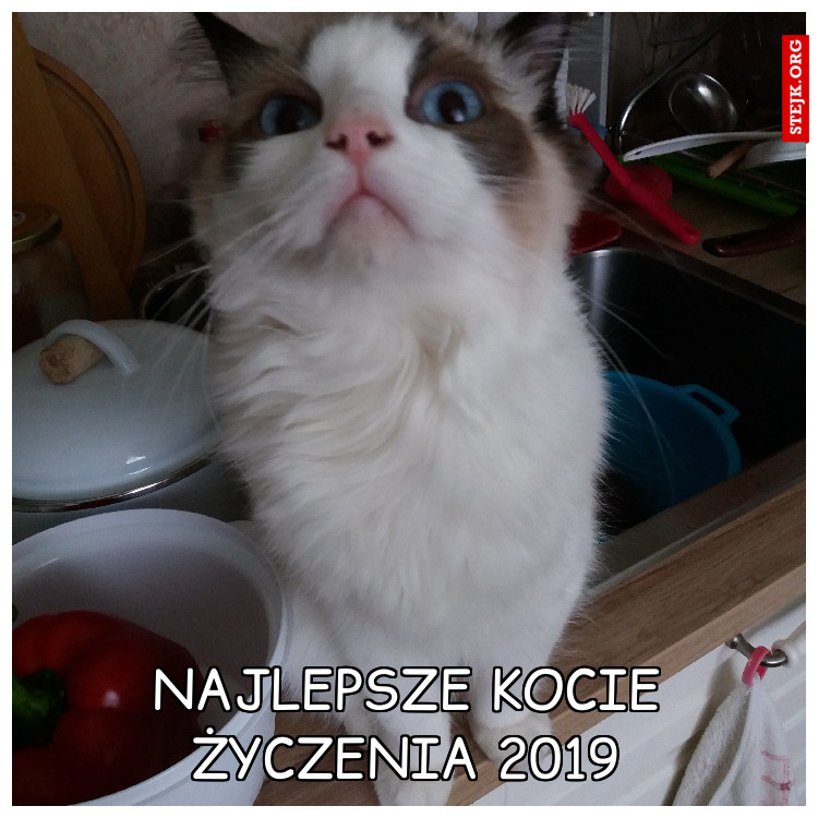 Najlepsze kocie życzenia 2019