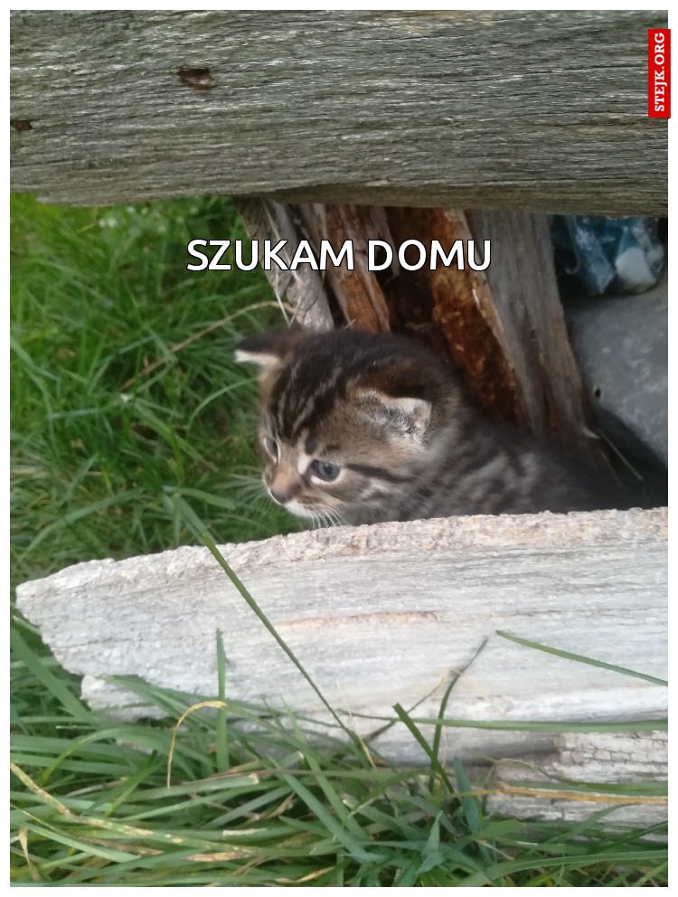 Szukam domu
