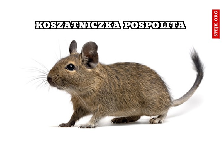 koszatniczka pospolita