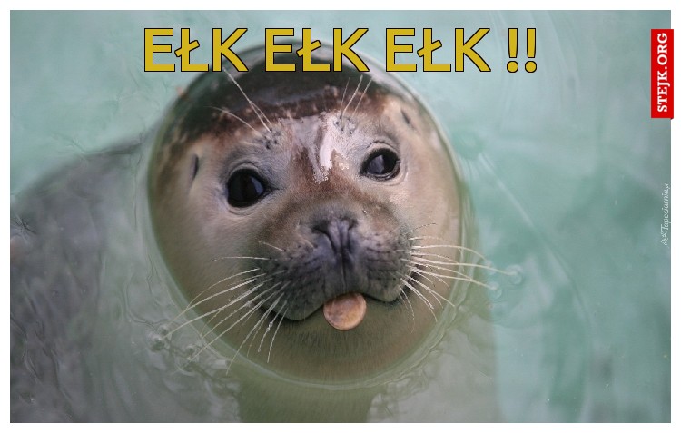ełk ełk ełk !!