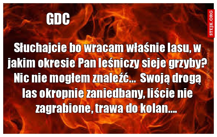 Słuchajcie bo wracam właśnie lasu, w jakim okresie Pan leśniczy sieje grzyby? Nic nie mogłem znaleźć…  Swoją drogą las okropnie zaniedbany, liście nie zagrabione, trawa do kolan…. 