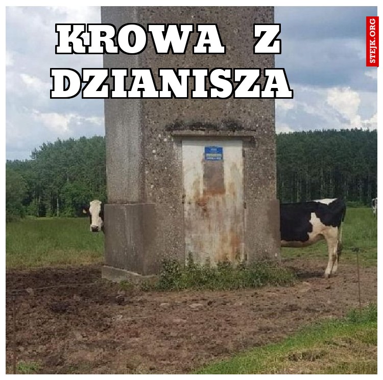 krowa  z dzianisza