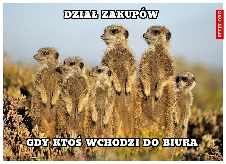 dział zakupów
