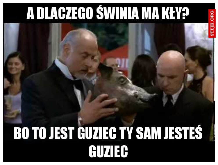 a dlaczego świnia ma kły?