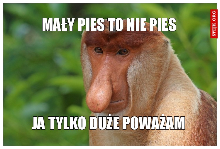 mały pies to nie pies