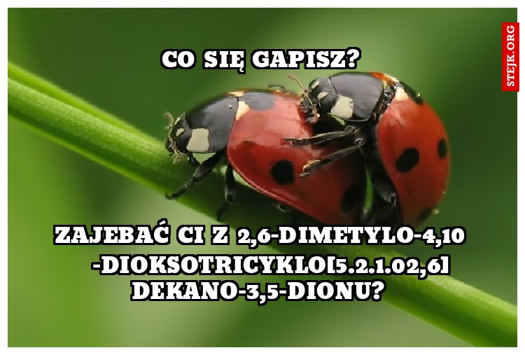 Co się gapisz?
