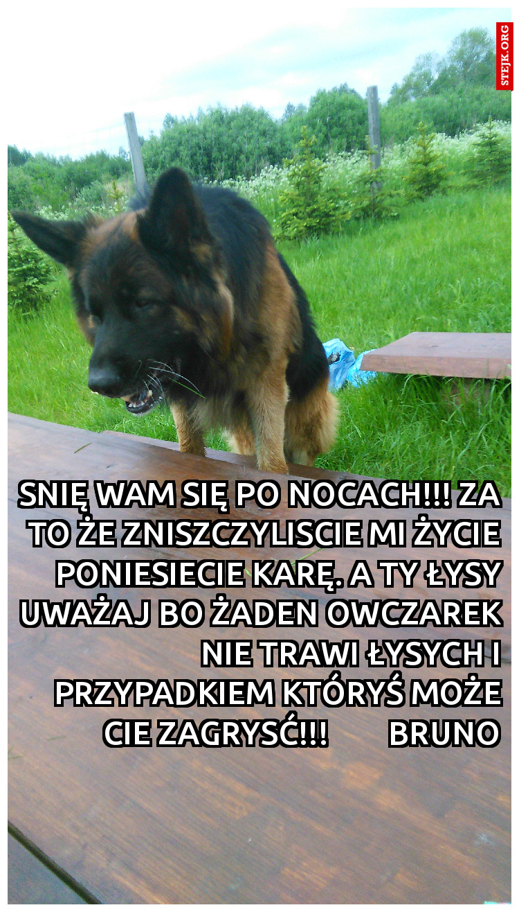 Snię Wam się po nocach!!! Za to że zniszczyliscie mi życie poniesiecie karę. A TY ŁYSY UWAŻAJ BO ŻADEN OWCZAREK NIE TRAWI ŁYSYCH I PRZYPADKIEM KTÓRYŚ MOŻE CIE ZAGRYSĆ!!!        BRUNO
