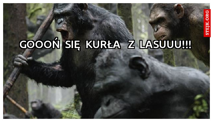 goooń  się  kurła   z  lasuuu!!!