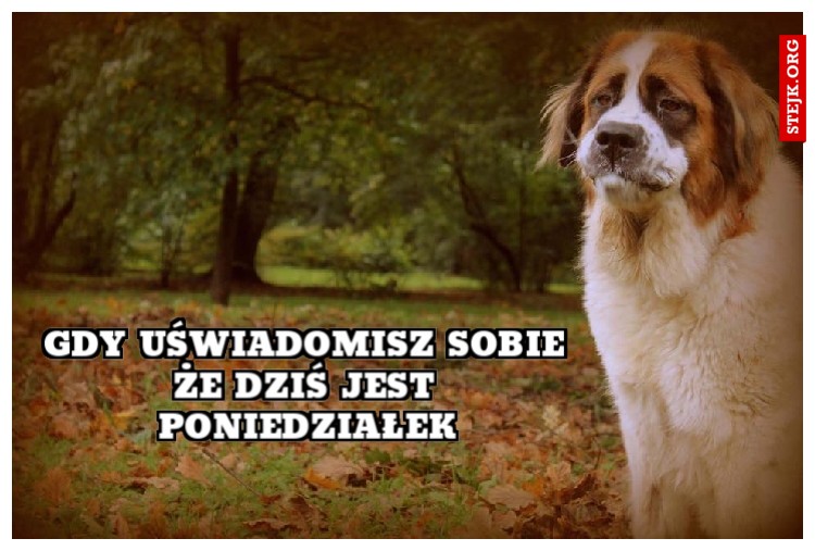 GDY UŚWIADOMISZ SOBIE ŻE DZIŚ JEST PONIEDZIAŁEK