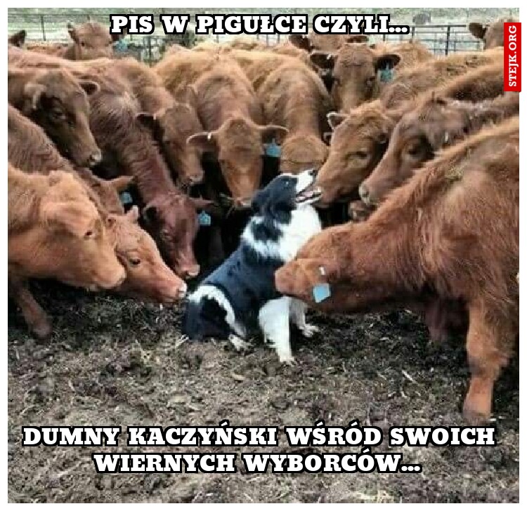 Dumny Kaczyński wśród swoich wiernych wyborców... 