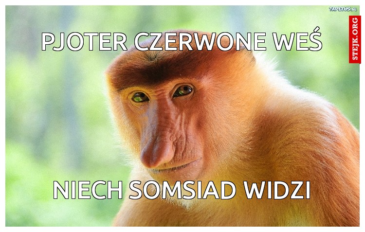 pjoter czerwone weś