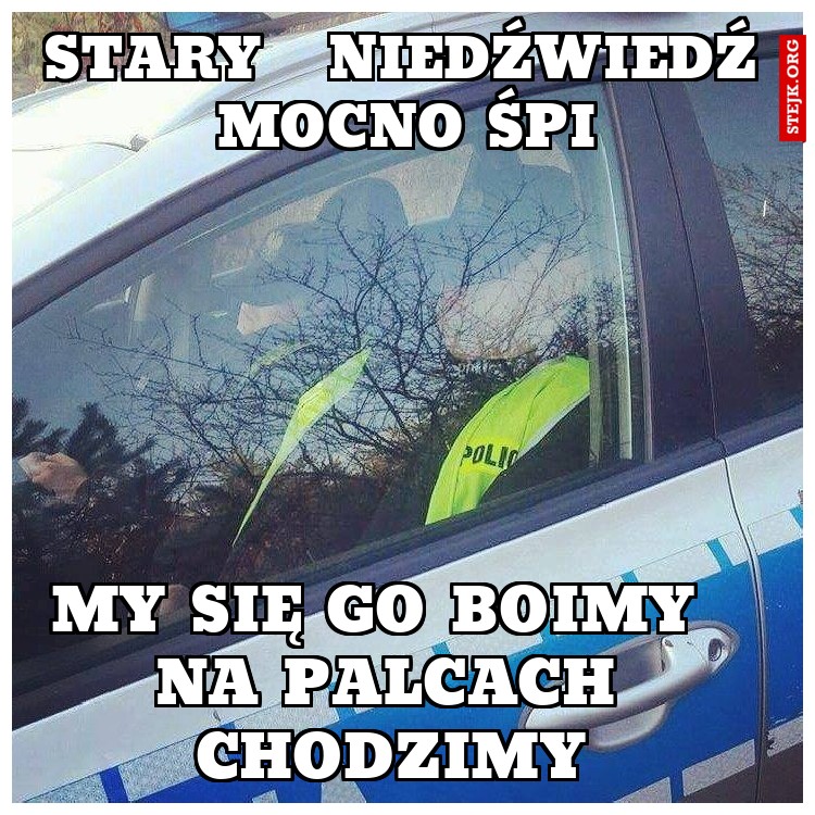stary   niedźwiedź mocno śpi