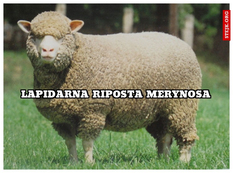 Lapidarna riposta Merynosa