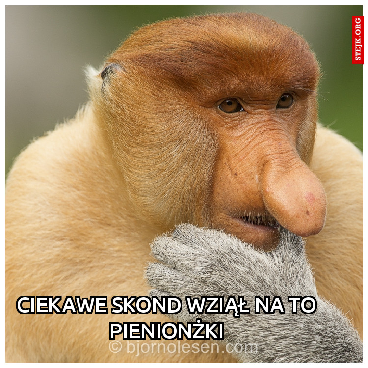 Ciekawe skond wziął na to pienionżki