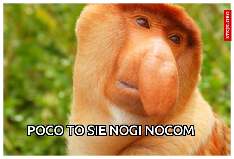 Poco to sie nogi nocom
