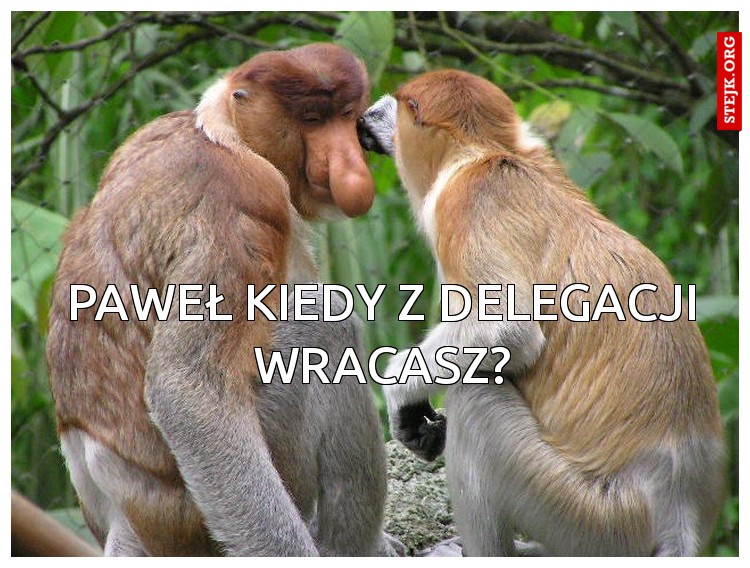 Paweł kiedy z delegacji wracasz?