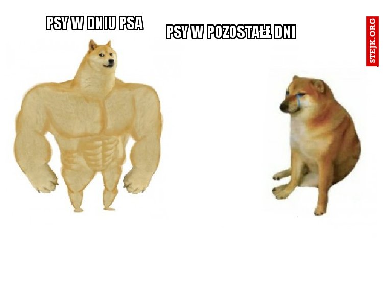 Psy w dniu psa
