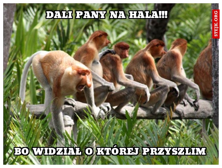 Dali pany na hala!!! 