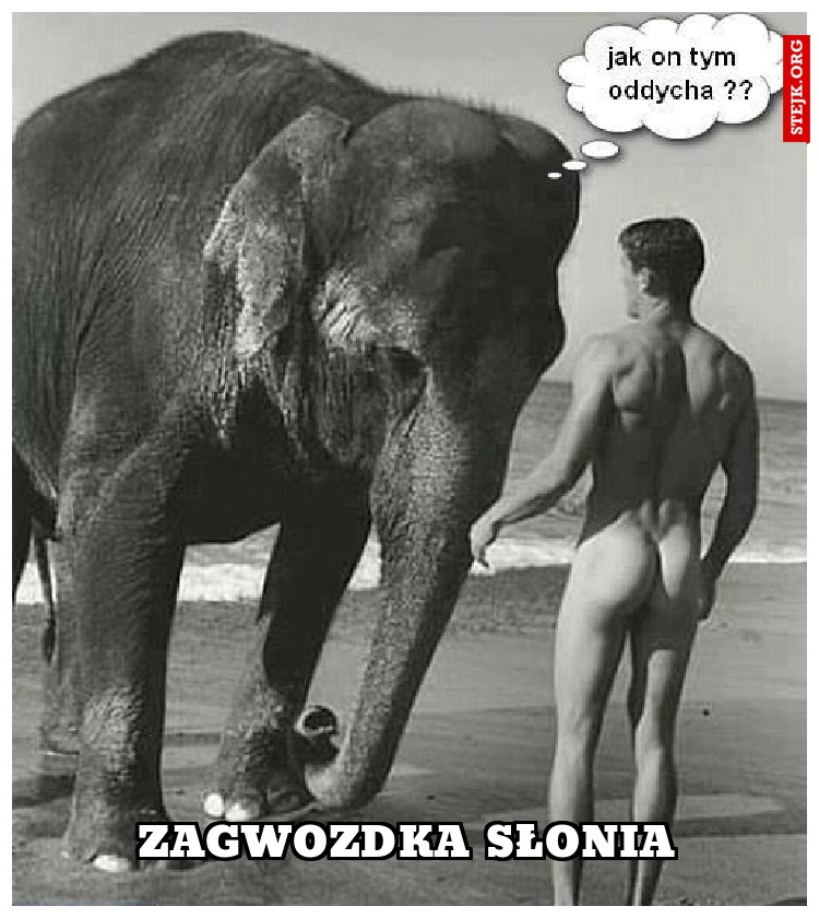 zagwozdka słonia