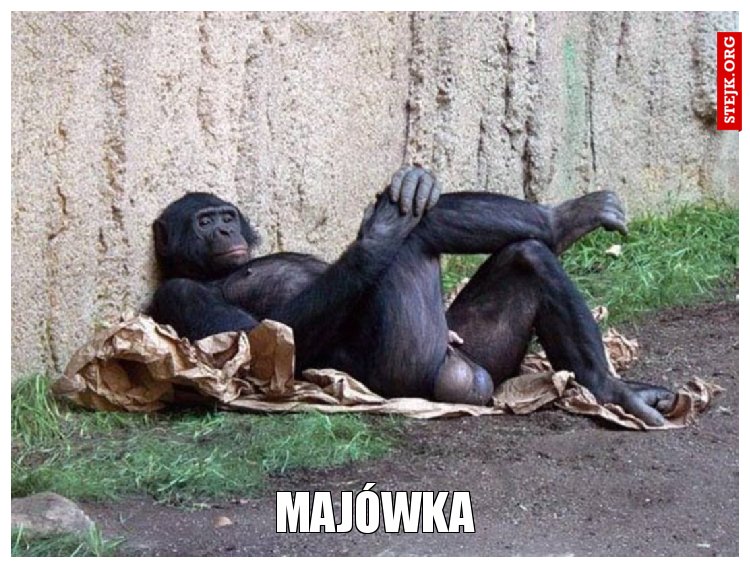 MAJÓWKA