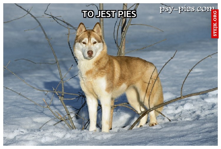 To jest pies