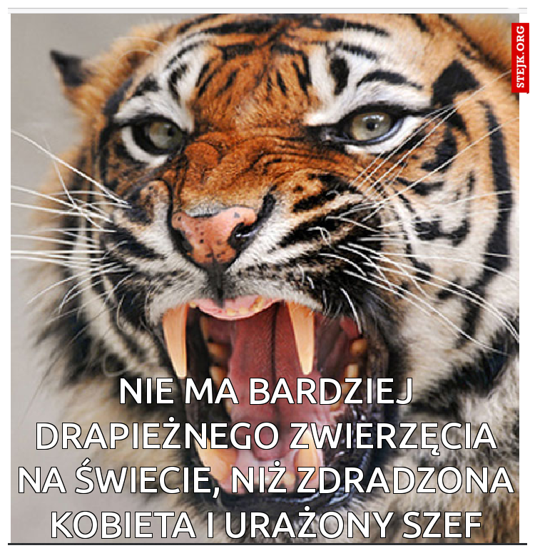 Nie ma bardziej drapieżnego zwierzęcia na świecie, niż zdradzona kobieta i urażony szef