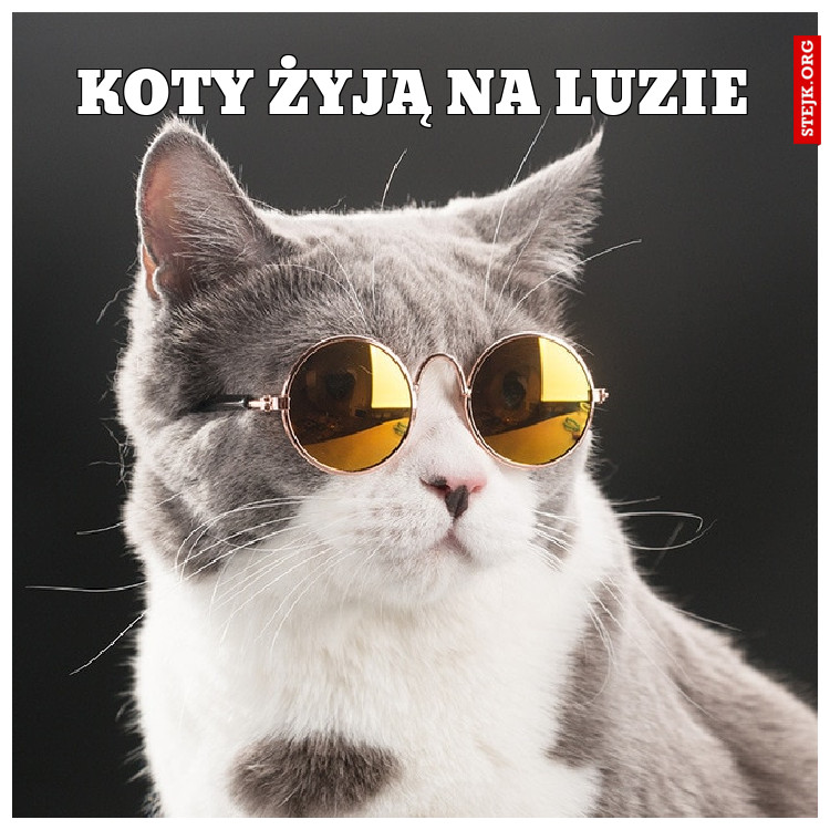 koty żyją na luzie
