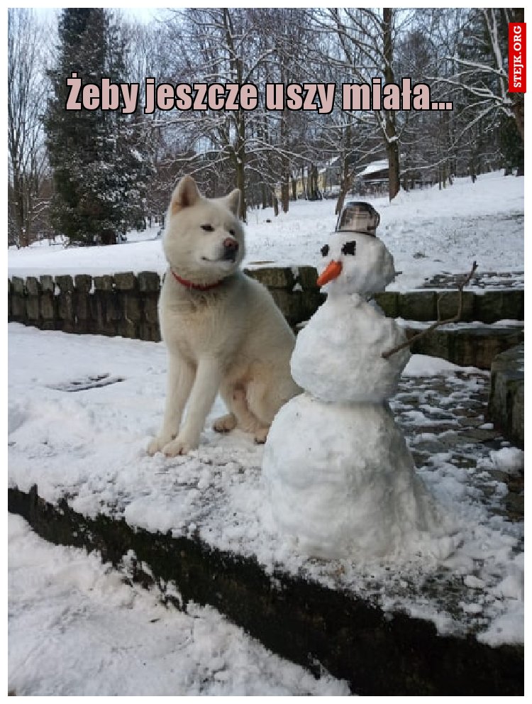 Żeby jeszcze uszy miała...