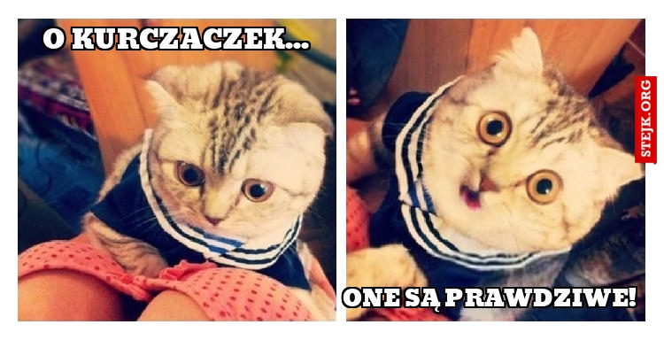 O kurczaczek...