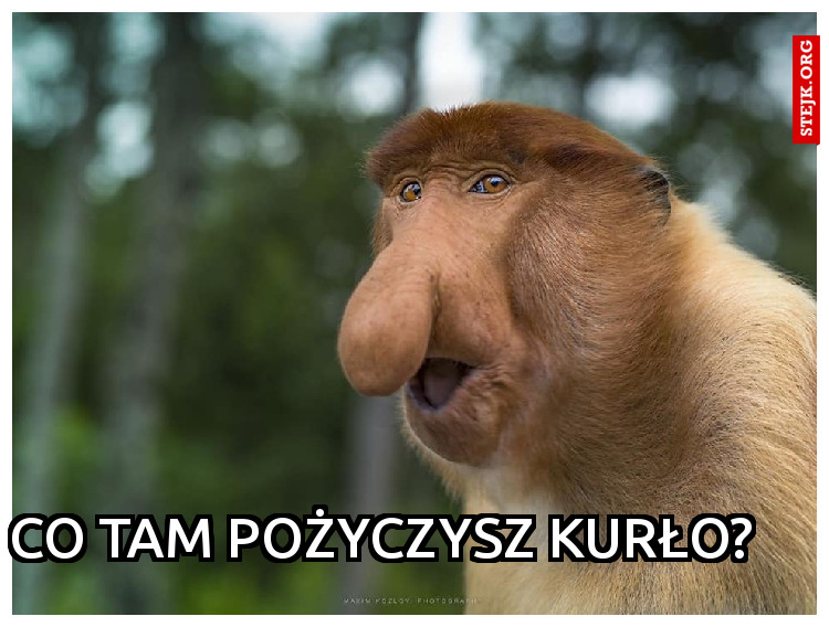 Co tam pożyczysz kurło?