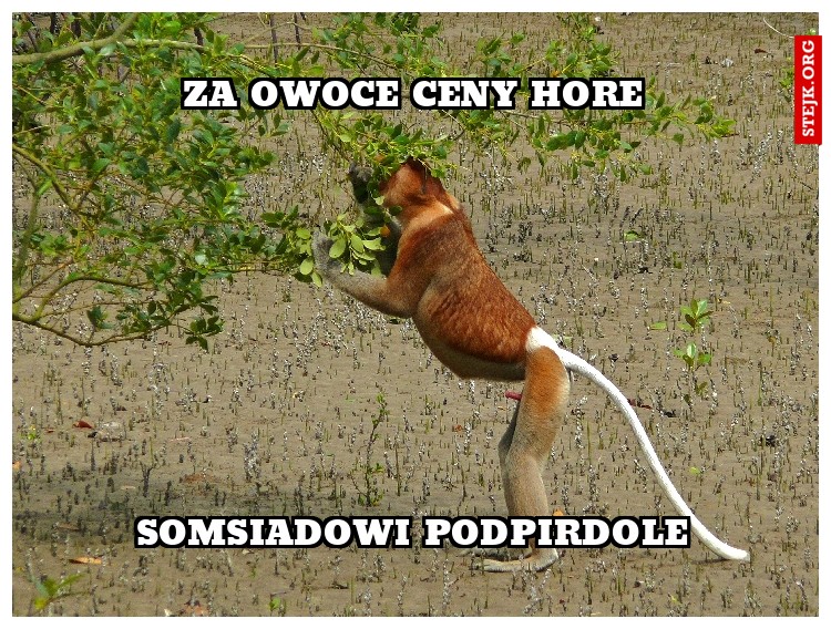 za owoce ceny hore