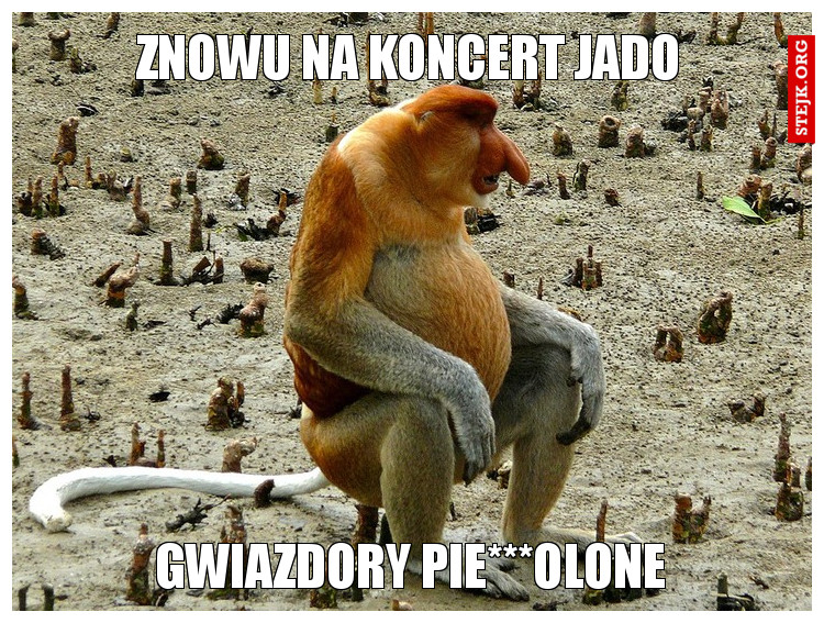 ZNOWU NA KONCERT JADO