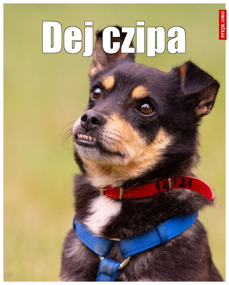 Dej czipa