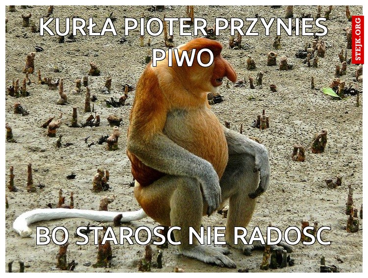 kurła pioter przynies piwo