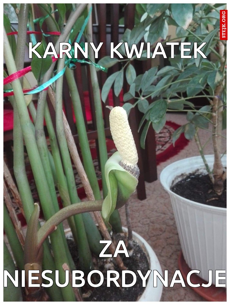 Karny kwiatek