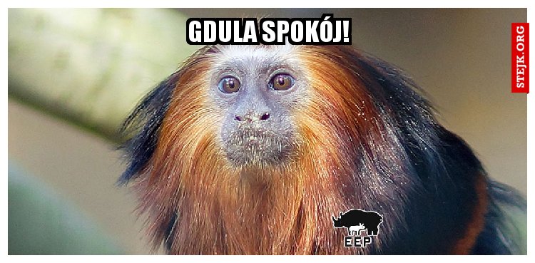 Gdula spokój!