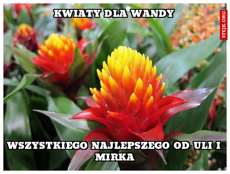 Kwiaty dla wandy