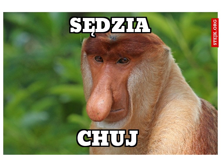 Sędzia