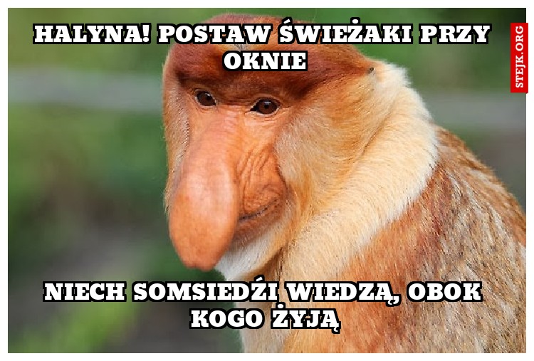 HALYNA! POSTAW ŚWIEŻAKI PRZY OKNIE