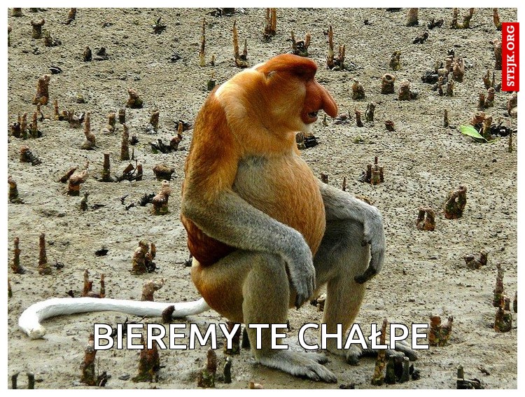 Bieremy te chałpe