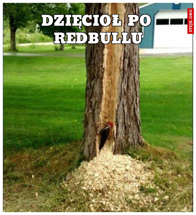 Dzięcioł po RedBullu
