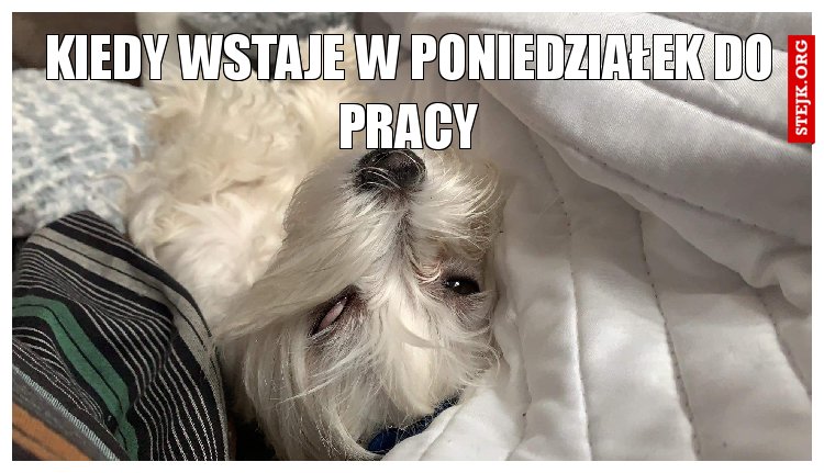 Kiedy wstaje w poniedziałek do pracy