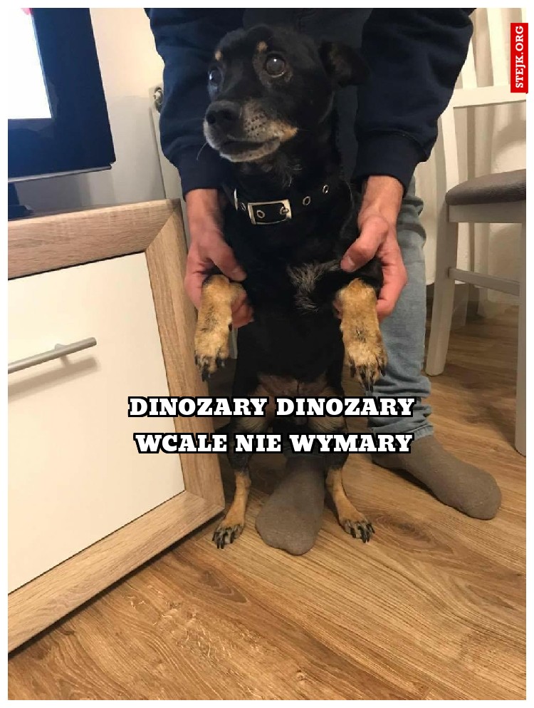 dinozary dinozary