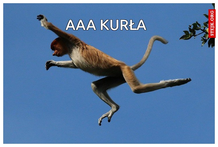 aaa kurła 