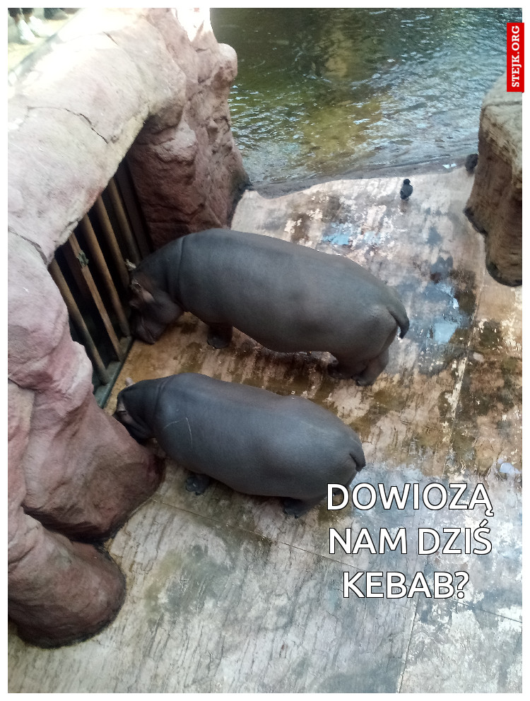Dowiozą nam dziś kebab? 