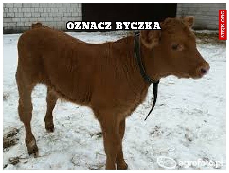 Oznacz byczka