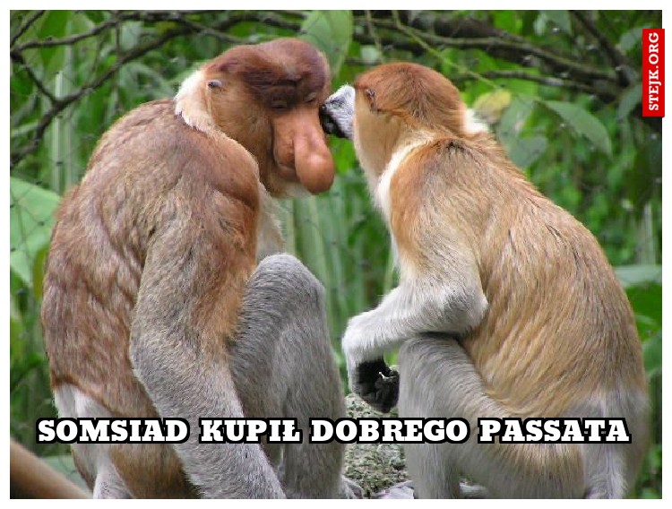Somsiad kupił dobrego passata
