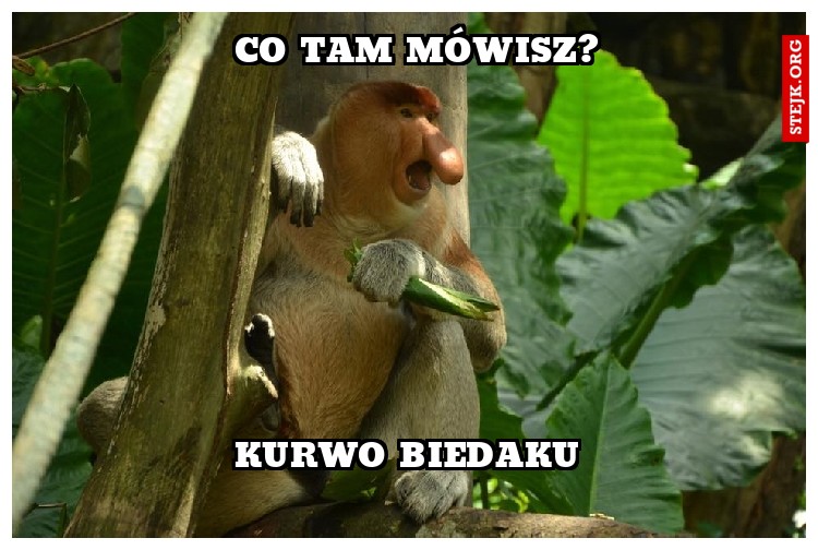 Co tam mówisz?