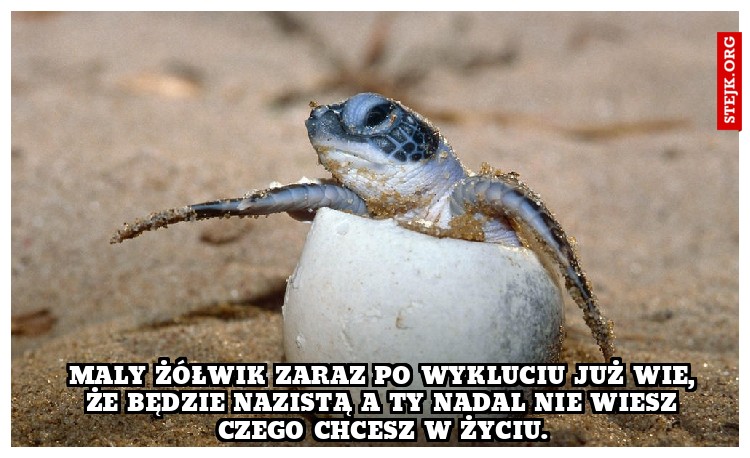 Maly żółwik zaraz po wykluciu już wie, że będzie nazistą a Ty nadal nie wiesz czego chcesz w życiu.